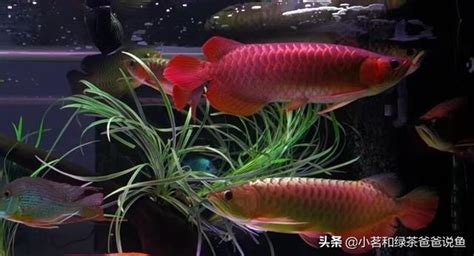 龍魚混養